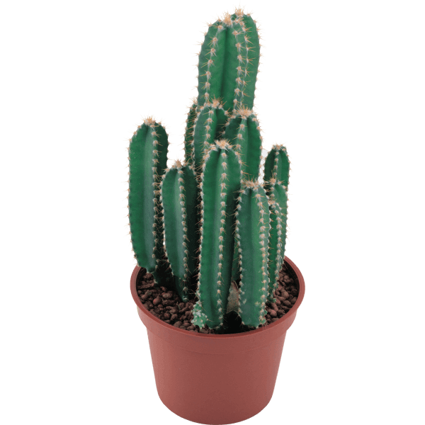 کاکتوس فیتونیا